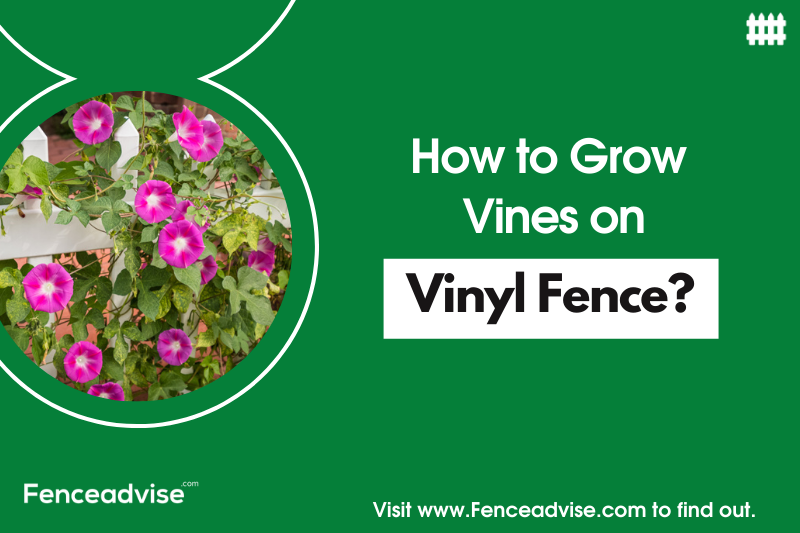 How to grow vines on vinyl fence