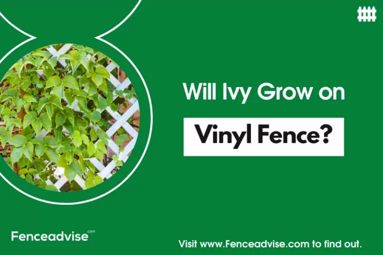 Will Ivy Grow on Vinyl Fence? (Explained)