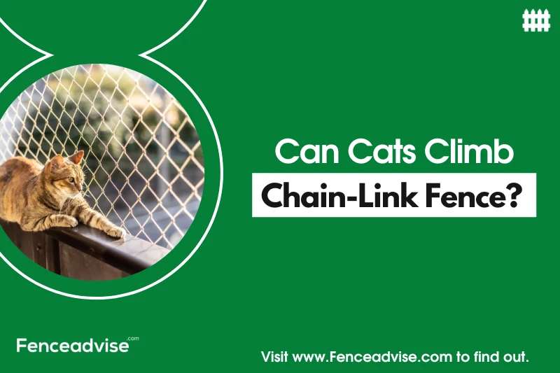 Can Cats Climbs Chain Link Fence