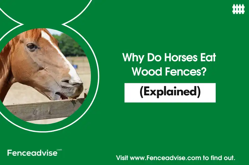 Why Do Horses Eat Wood Fences