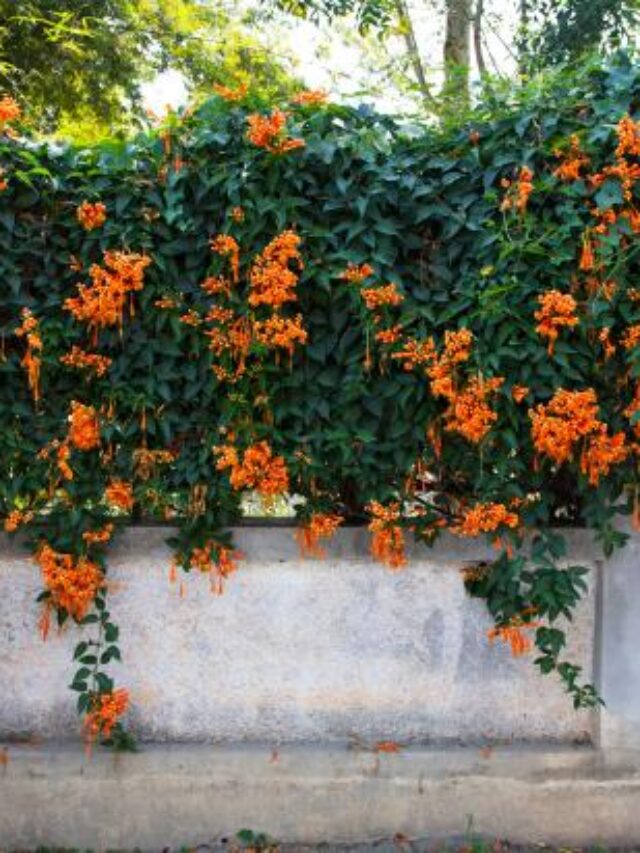 10 Best Shrubs and Flowers to Plant Along Fence